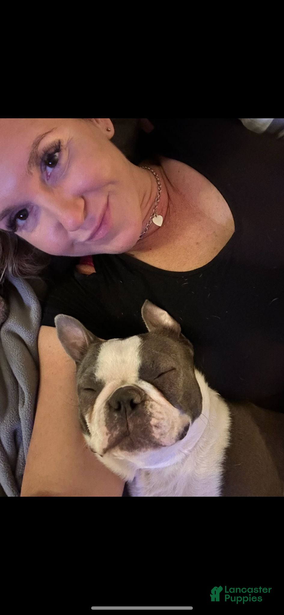 Boston Terrier dogs Boston Terrier Boy - Ad 2