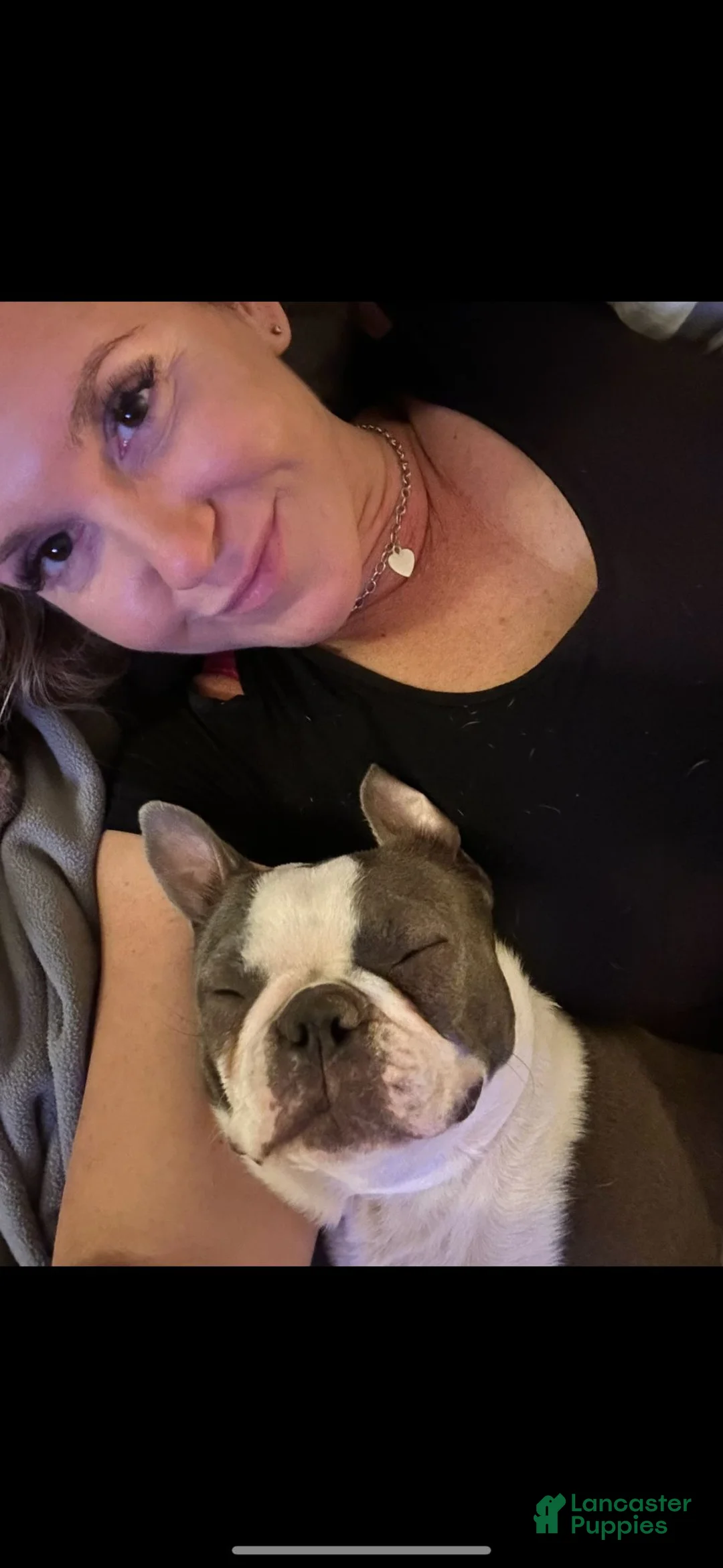 Boston Terrier dogs for sale: Boston Terrier Boy - Ad 2
