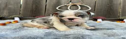 English Bulldog dogs for sale: Goretti - Ad 5