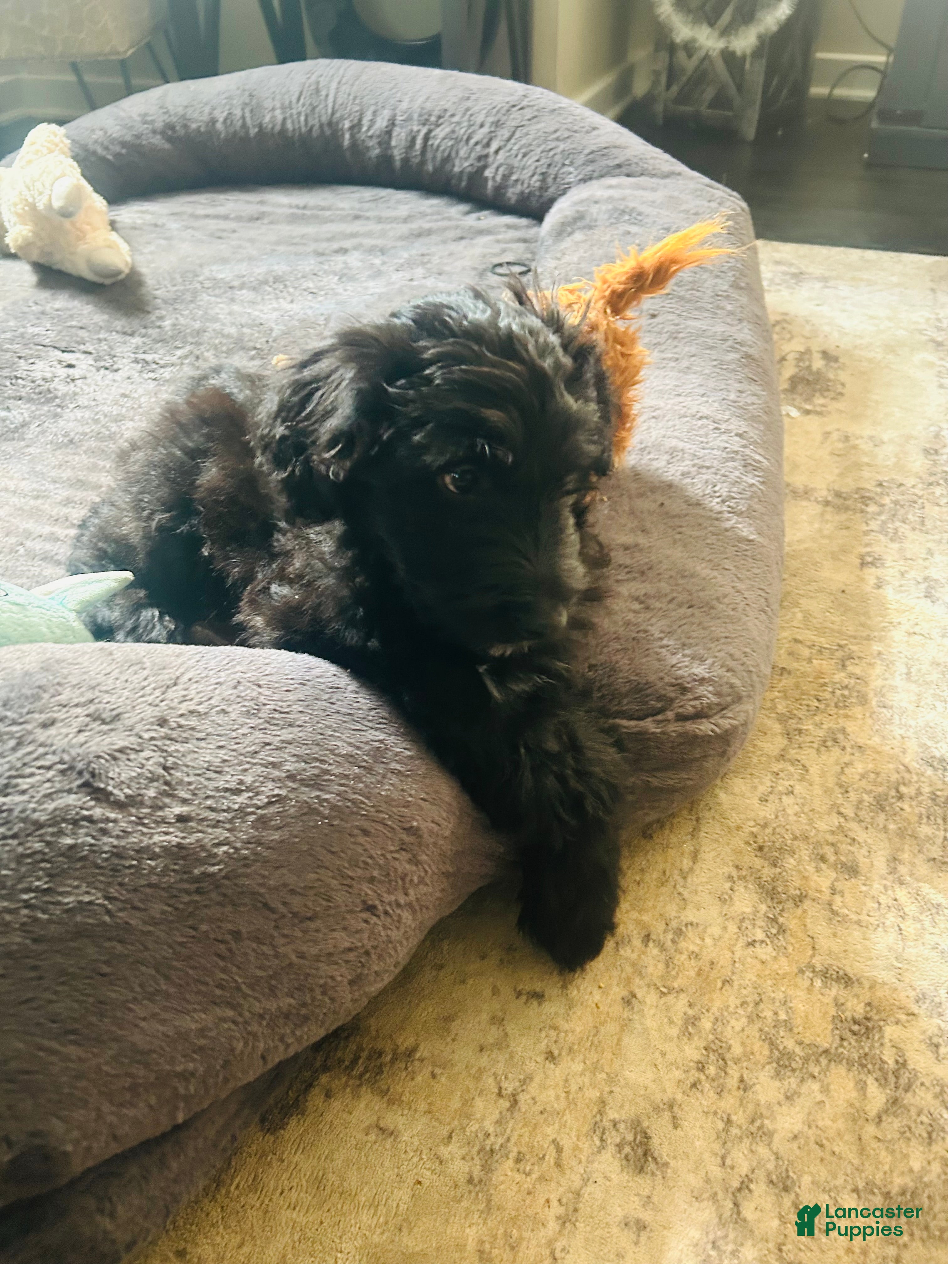 Aussiedoodle dogs Tiny - Ad 9