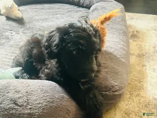 Aussiedoodle dogs Tiny - Ad 9