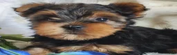 Yorkshire Terrier dogs for sale: Lance - Ad 4