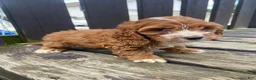 Cockapoo dogs for sale: Layla - Ad 9