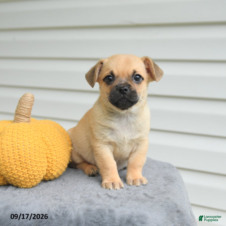Mixed Breed dogs for sale: Stanley - Ad 4