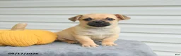 Mixed Breed dogs for sale: Stanley - Ad 1