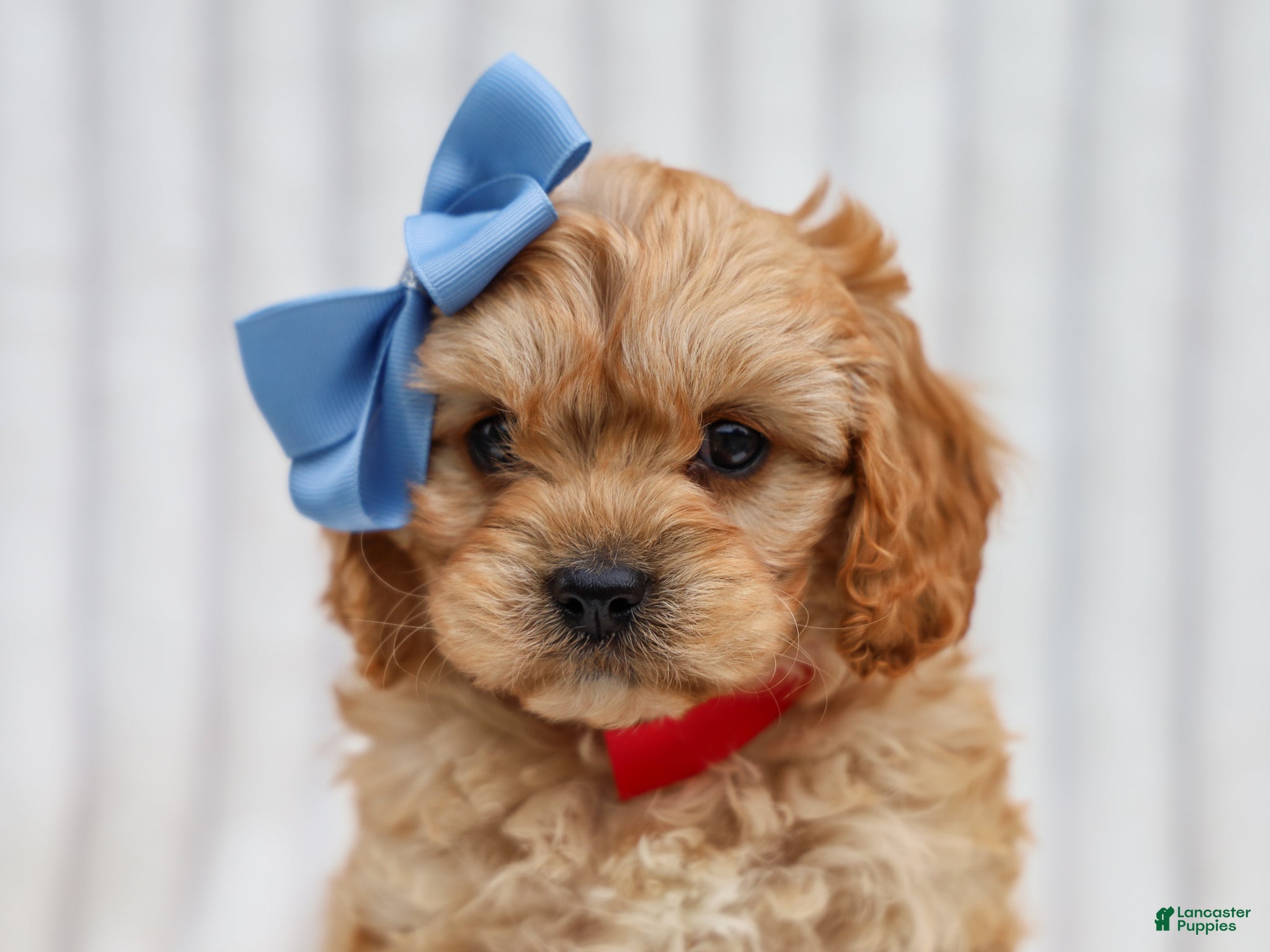 Cavapoo dogs Rex Cavapoo Pup - Ad 2