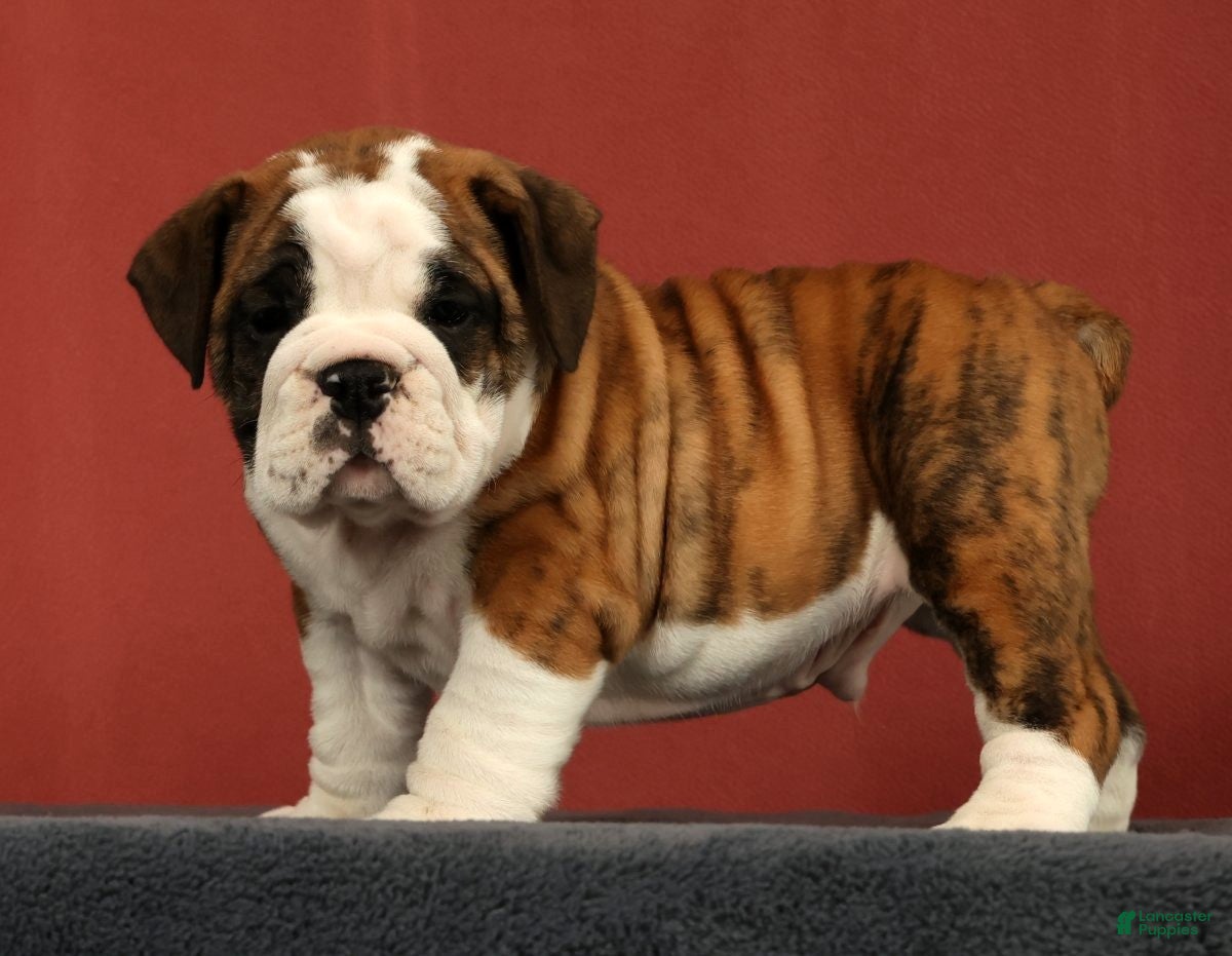 English Bulldog dogs Daisy - Ad 1