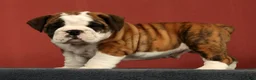 English Bulldog dogs for sale: Daisy - Ad 1