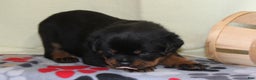Rottweiler dogs for sale: Peace - Ad 2