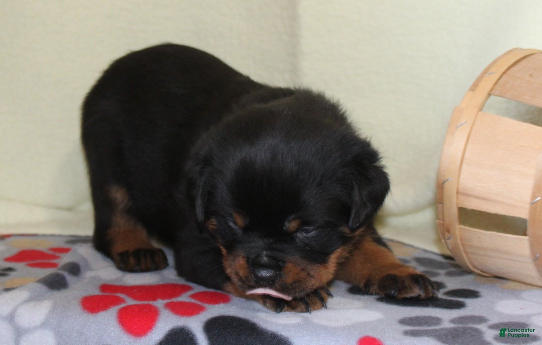Rottweiler dogs for sale: Peace - Ad 2