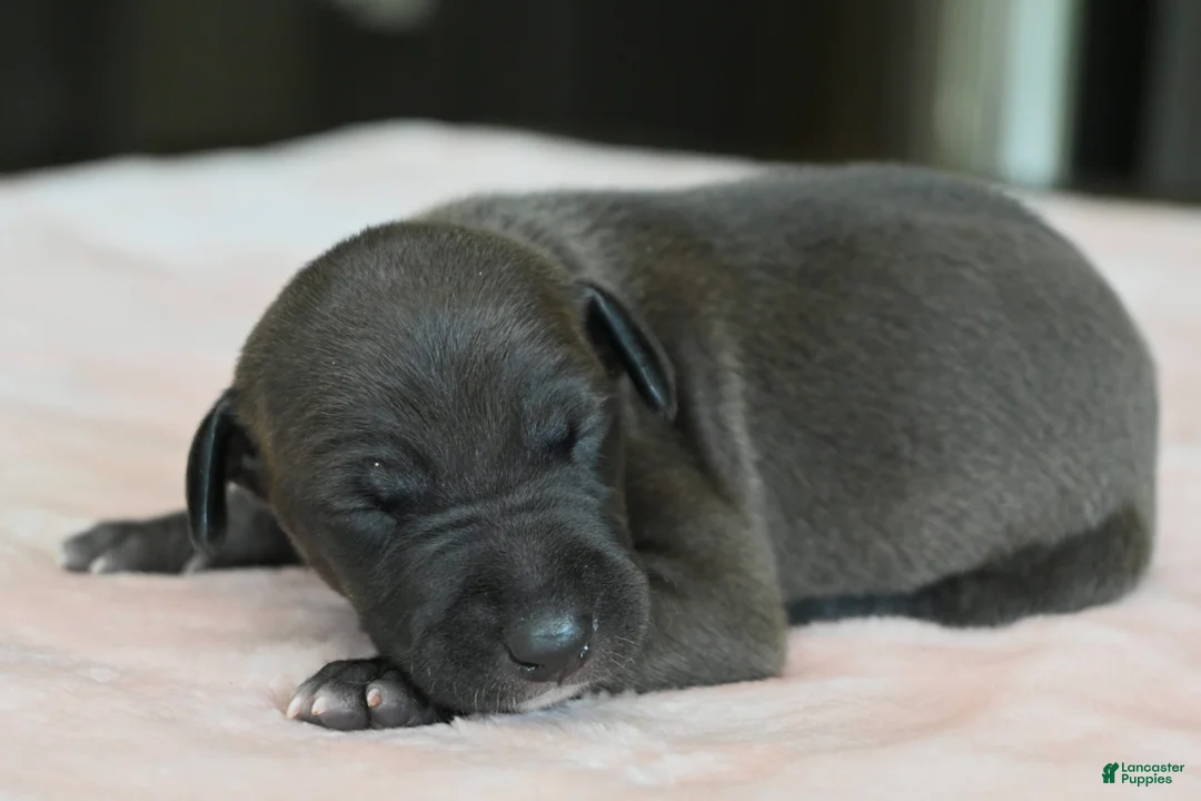 Italian Greyhound dogs for sale: Tess - Ad 2