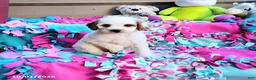 Mini Goldendoodle dogs for sale: Raina - Ad 3