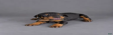 Meera