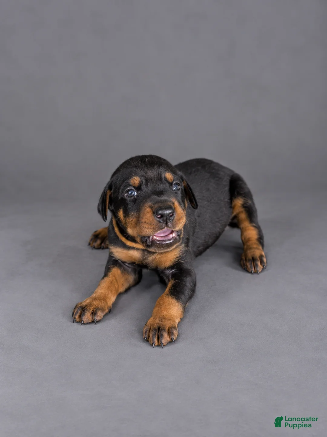 Doberman Pinscher dogs for sale: Meera - Ad 1