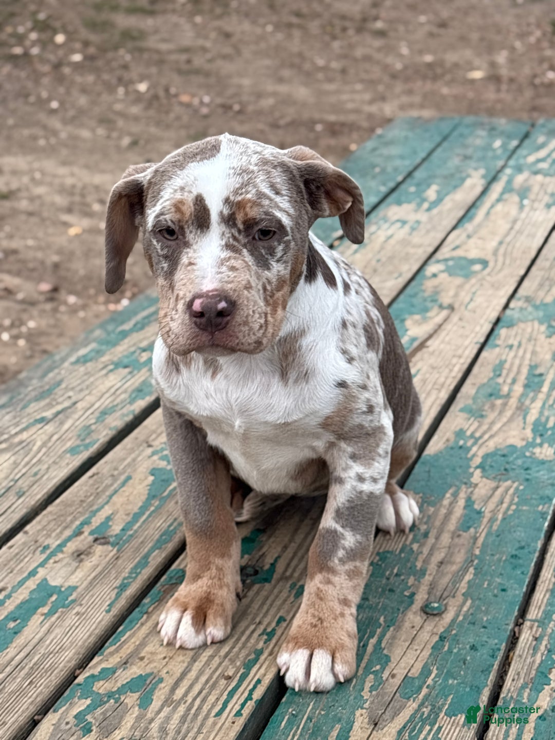 American Bully dogs for sale: Twilight - Ad 2