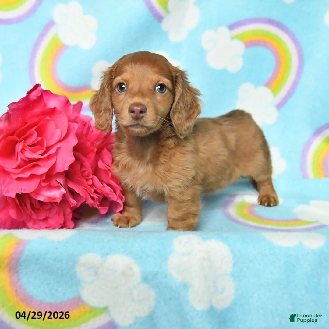 Miniature Dachshund dogs for sale: Oscar - Ad 1