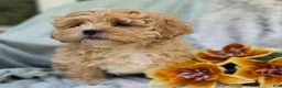 Shihpoo dogs for sale: Biscuit - Ad 15