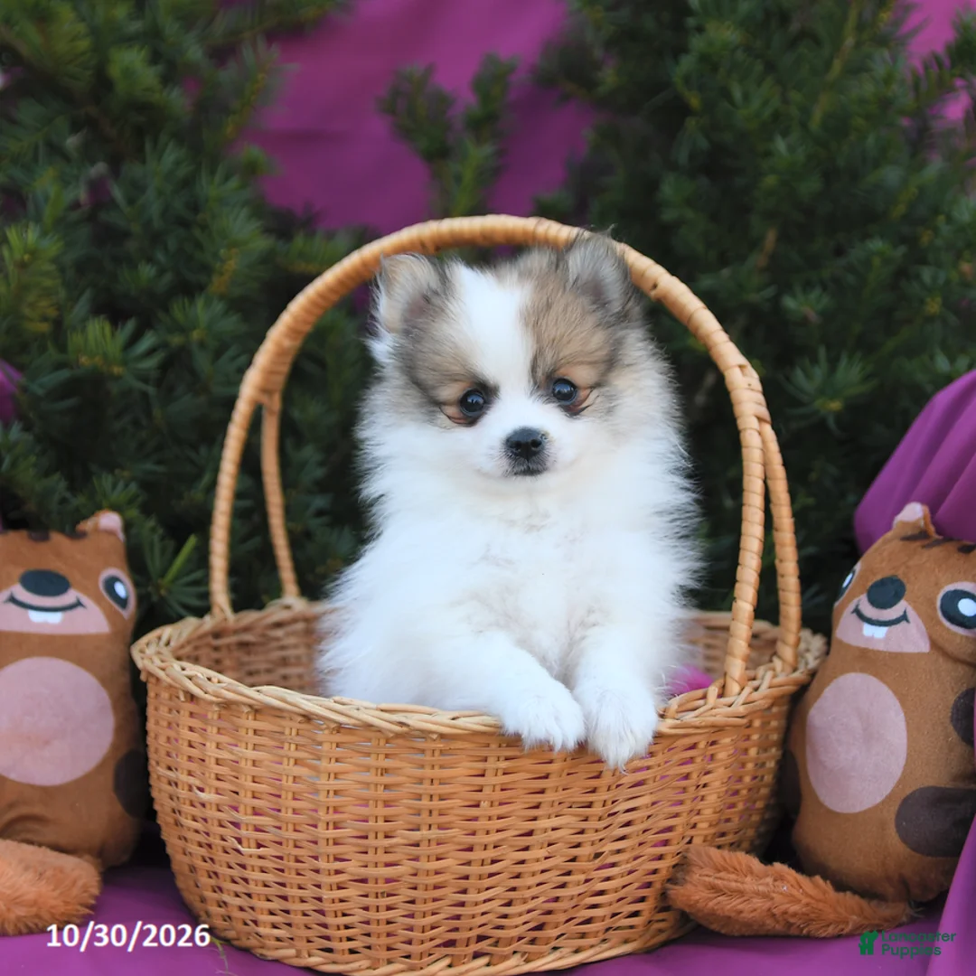 Pomeranian dogs for sale: Sparkey   - Ad 2
