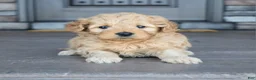 Mini Goldendoodle dogs for sale: Hazel - Ad 3