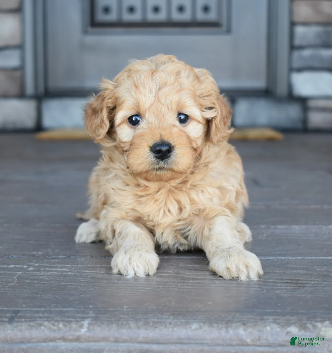 Mini Goldendoodle dogs for sale: Hazel - Ad 3