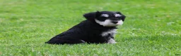 Miniature Schnauzer dogs for sale: Elsa - Ad 5