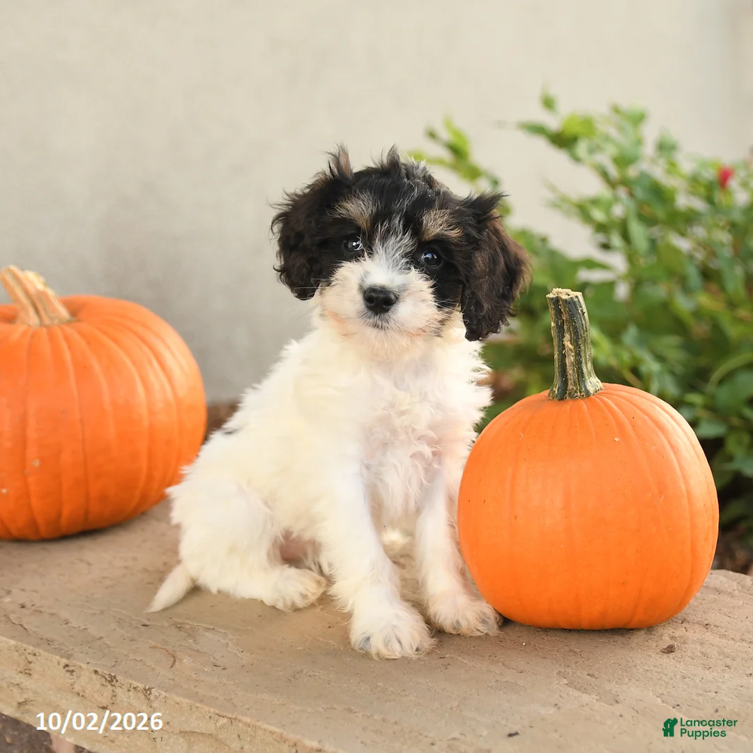 Cavapoo dogs for sale: Abby - Ad 2
