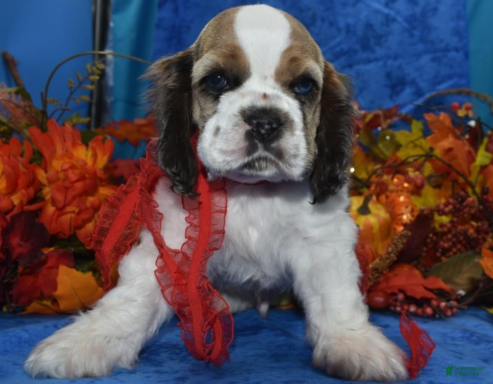 Cocker Spaniel dogs AKC Boone Chocolate Sable Parti Merle Blue Eyes American Cocker Spaniel Puppy - Ad 2