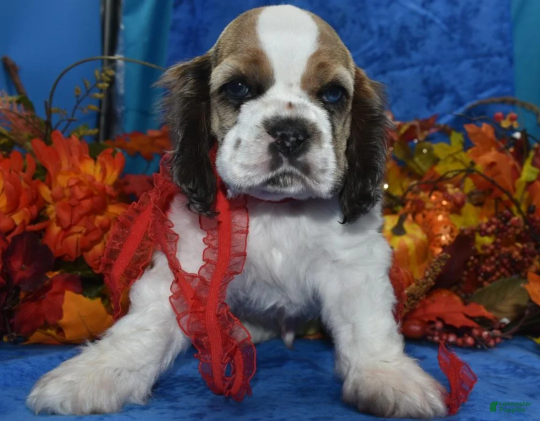 Cocker Spaniel dogs for sale: AKC Boone Chocolate Sable Parti Merle Blue Eyes American Cocker Spaniel Puppy - Ad 2