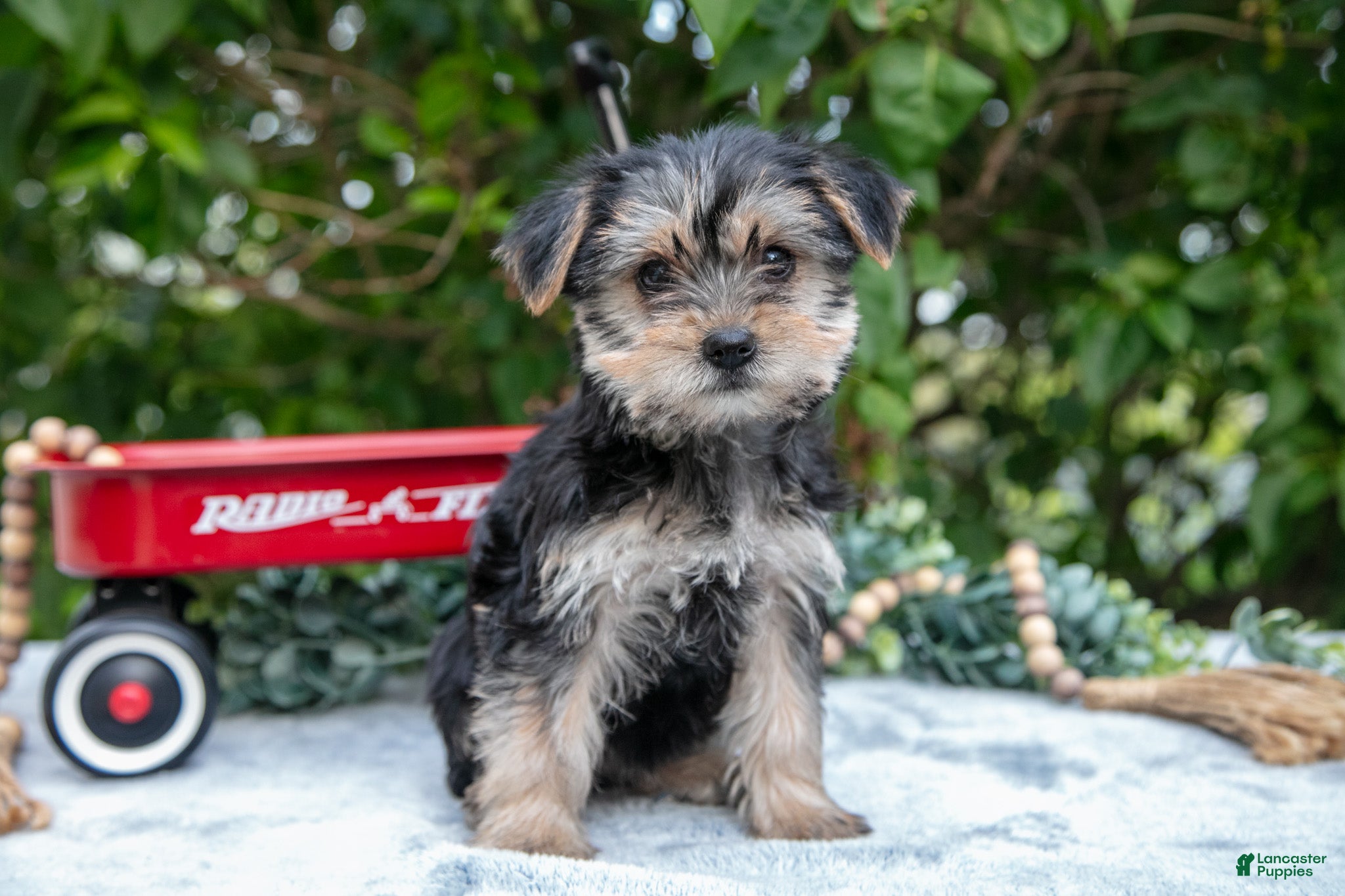 Yorkshire Terrier dogs Eden - Ad 1