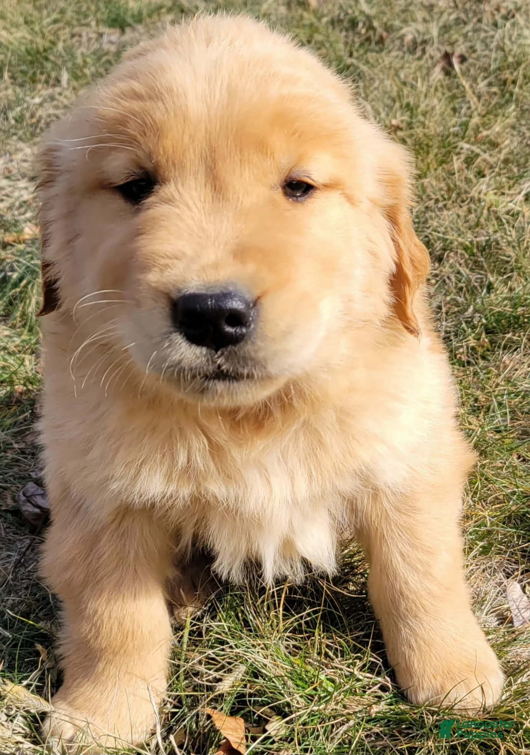 Golden Retriever dogs for sale: Dash - Ad 2