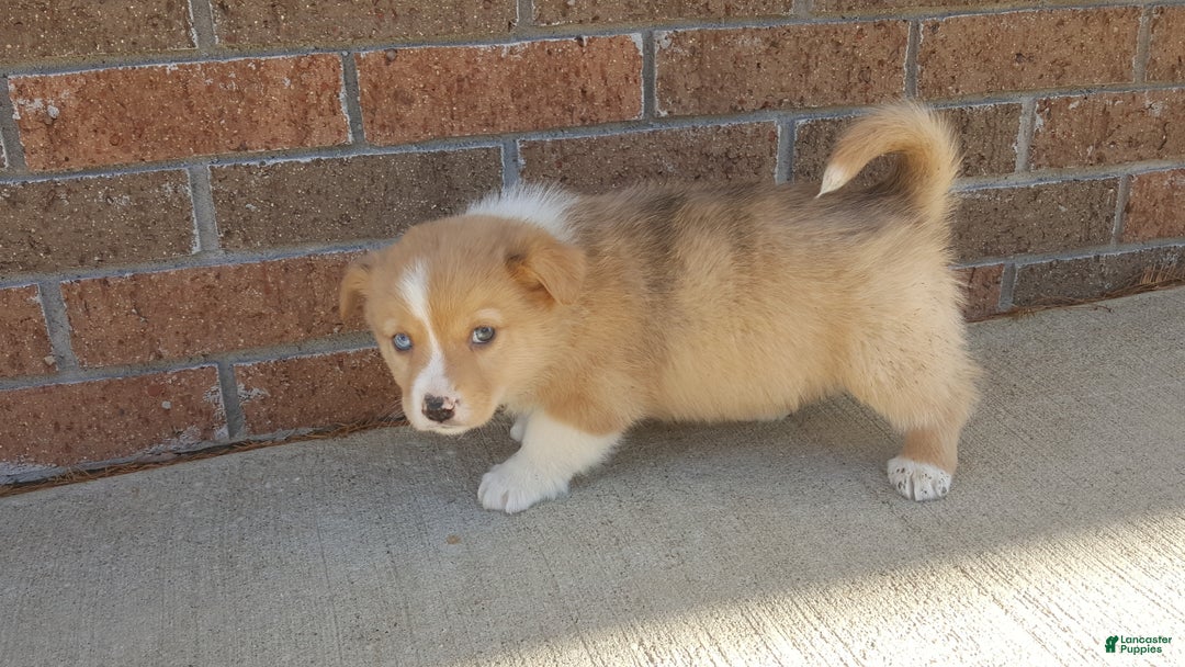 Mixed Breed dogs for sale: Oscar - Ad 3