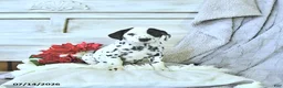 Dalmatian dogs for sale: Hot Dog - Ad 2