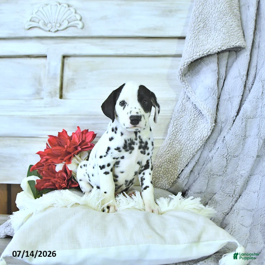 Dalmatian dogs for sale: Hot Dog - Ad 2