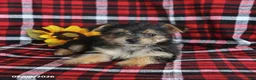 Morkie dogs for sale: Pepsi - Ad 4