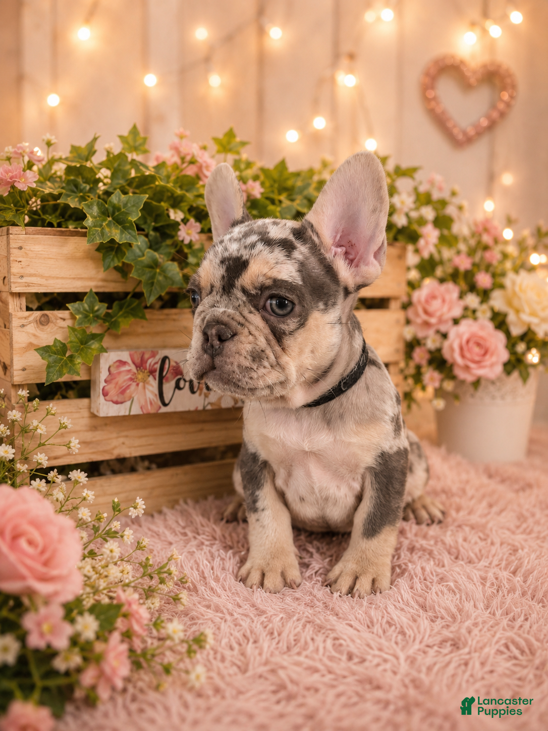 French Bulldog dogs Skye - Ad 18