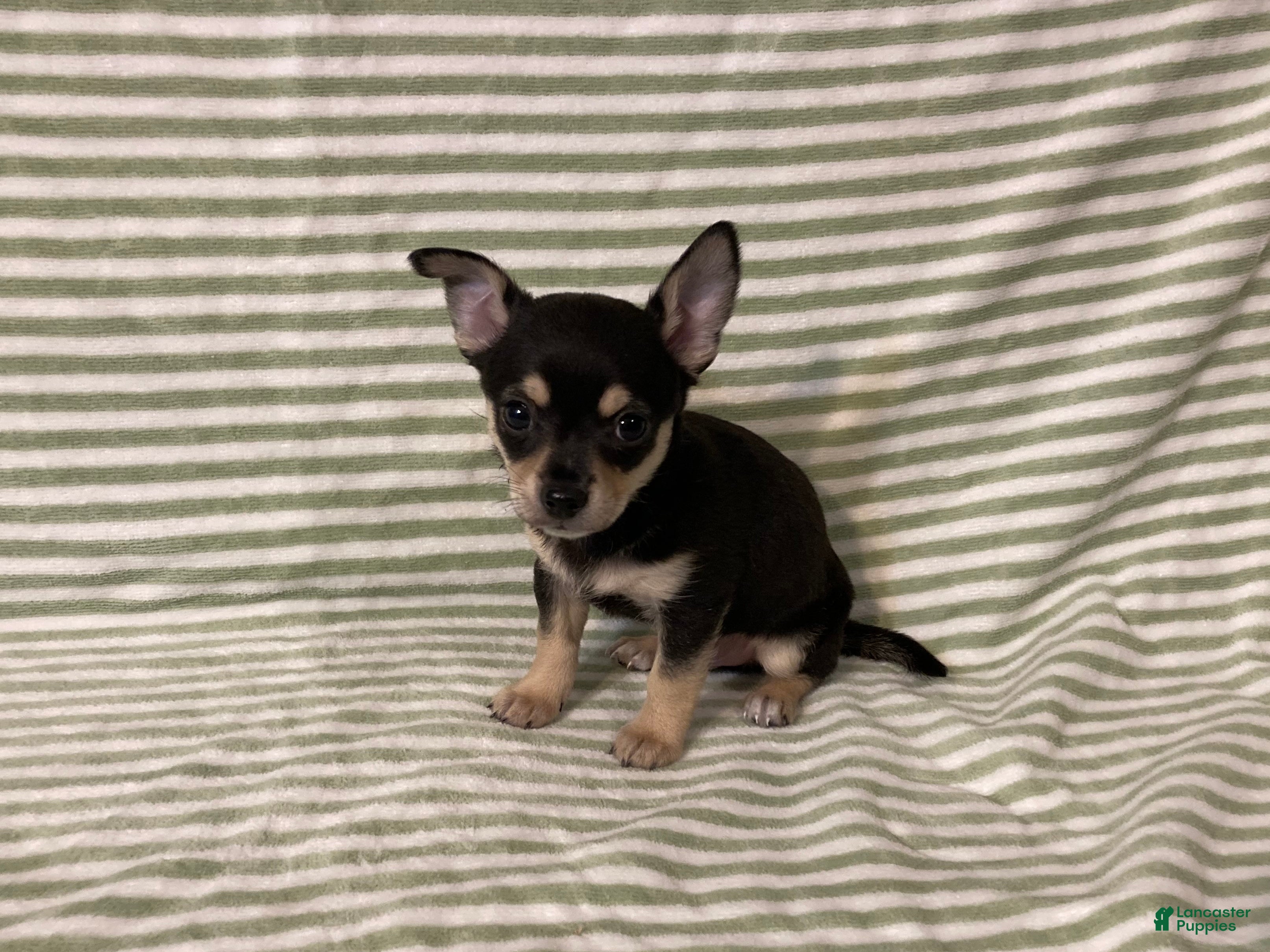 Chihuahua dogs Owen - Ad 2