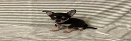 Chihuahua dogs for sale: Owen - Ad 2