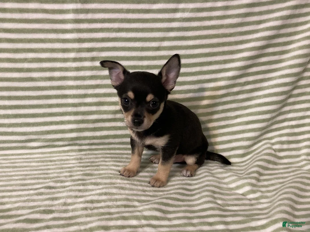 Chihuahua dogs for sale: Owen - Ad 2