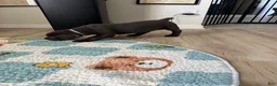 Cane Corso dogs for sale: Raiden - Ad 3