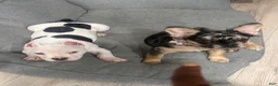French Bulldog dogs for sale: French Bulldog Puppy 3 - Ad 2