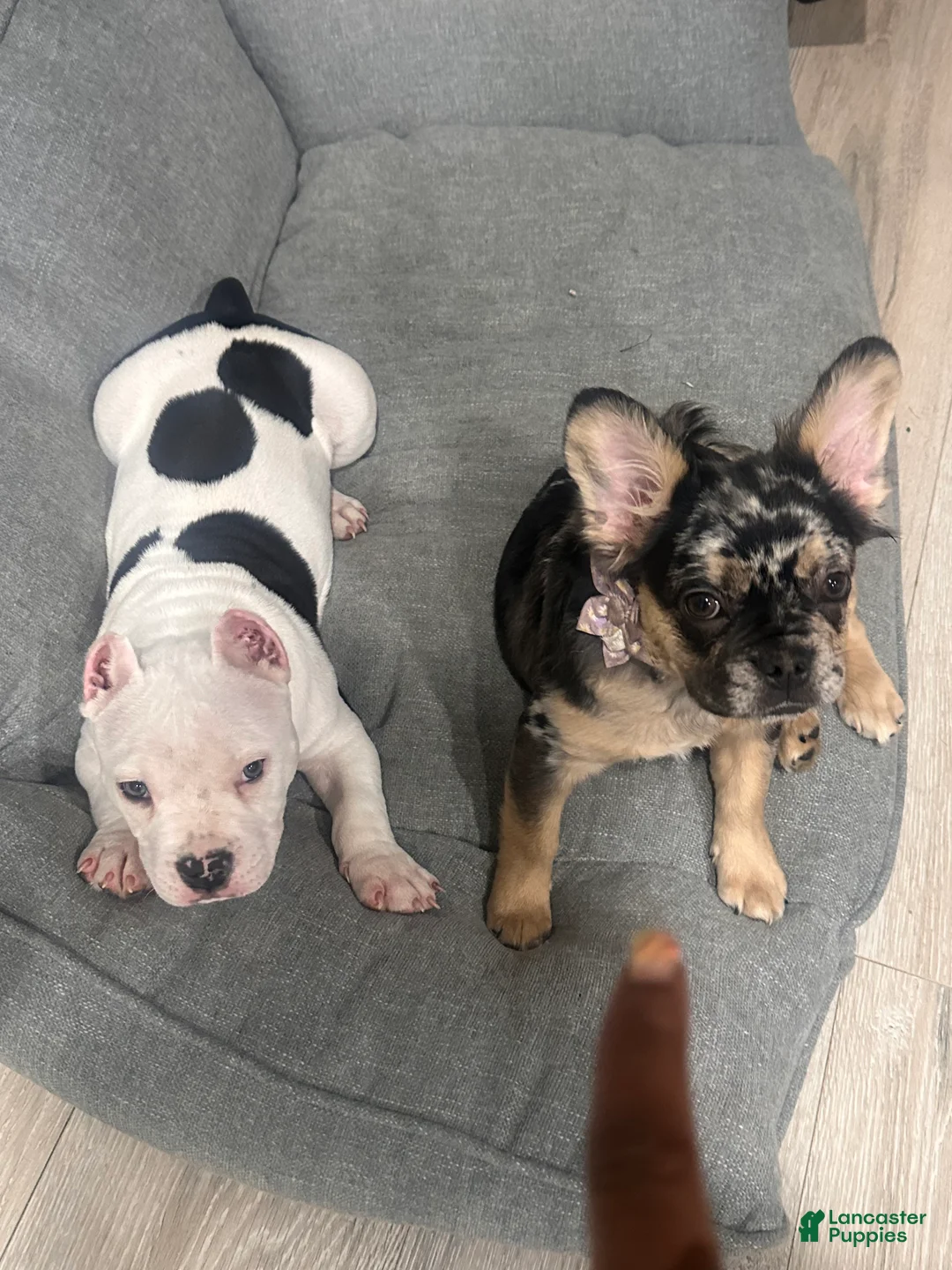 French Bulldog dogs for sale: French Bulldog Puppy 3 - Ad 2