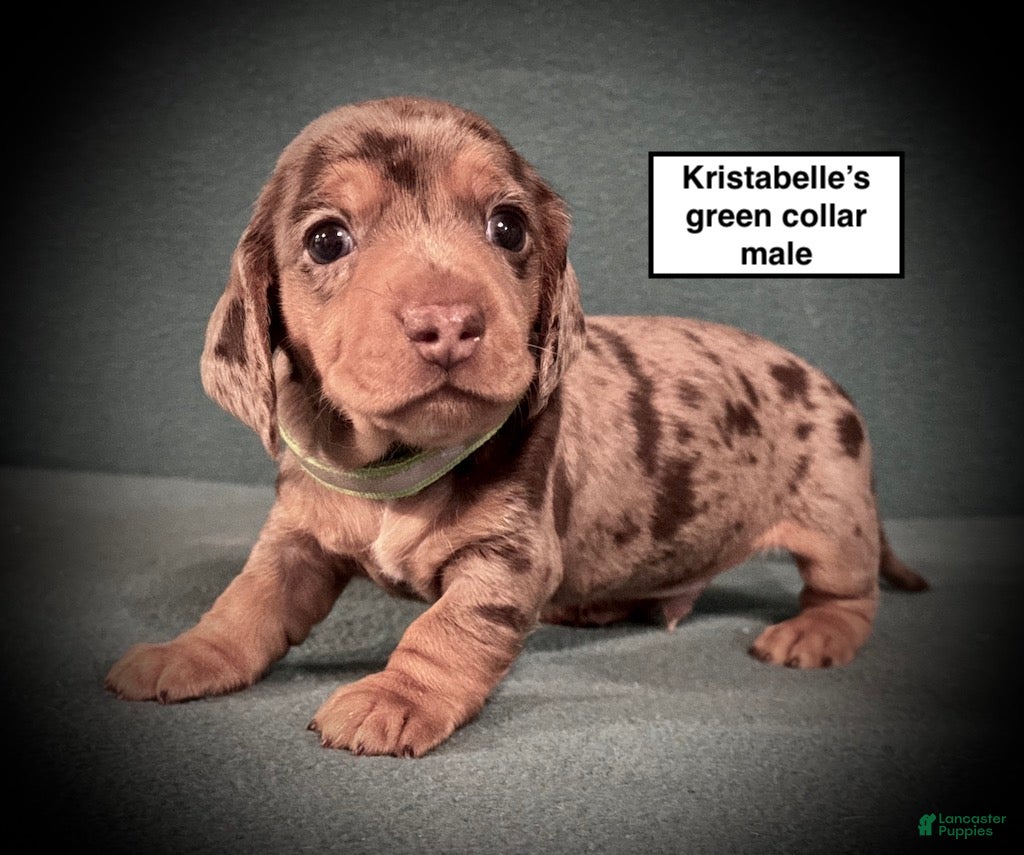 Dachshund dogs AKC Kristabelle's Green Collar Male - Ad 19