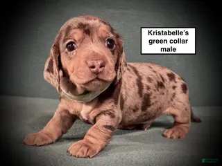 Dachshund dogs AKC Kristabelle's Green Collar Male - Ad 11