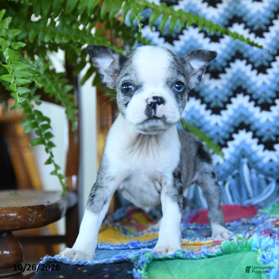 Boston Terrier dogs for sale: Hillary - Ad 2