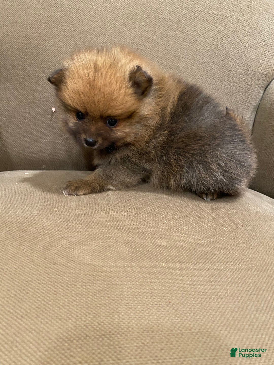 Pomeranian dogs for sale: Pumpernickel - Ad 2