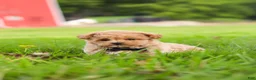 Maltipoo dogs for sale: Nash - Ad 22