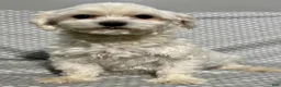 Maltese dogs for sale: Hunter - Ad 6
