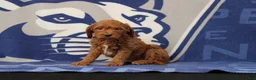 Mini Goldendoodle dogs for sale: Eva - Ad 3