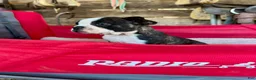 Mixed Breed dogs for sale: Mixed Breed 5 - Ad 1