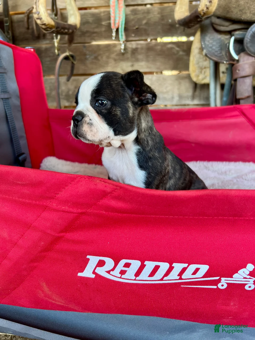 Mixed Breed dogs for sale: Mixed Breed 5 - Ad 1